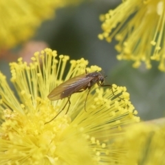 Cecidomyiidae (family) at Acton, ACT - 4 Aug 2020