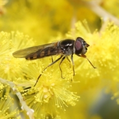 Melangyna sp. (genus) at Acton, ACT - 4 Aug 2020