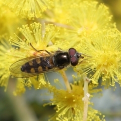 Melangyna sp. (genus) at Acton, ACT - 4 Aug 2020