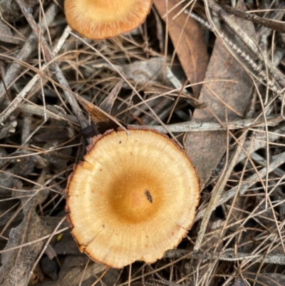 Unidentified Fungus at Moruya, NSW - 21 Aug 2020 by LisaH