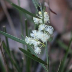 Acacia suaveolens at Moruya, NSW - suppressed