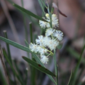 Acacia suaveolens at Moruya, NSW - 21 Aug 2020
