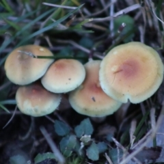 Hypholoma fasciculare (Hypholoma fasciculare) at Broulee Moruya Nature Observation Area - 21 Aug 2020 by LisaH