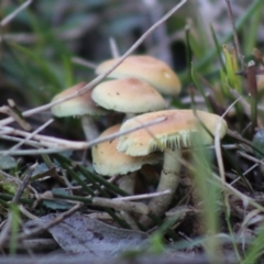 Hypholoma fasciculare at Moruya, NSW - suppressed