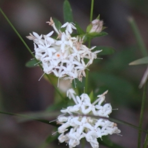 Pimelea linifolia at Moruya, NSW - suppressed