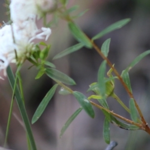 Pimelea linifolia at Moruya, NSW - suppressed