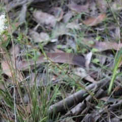 Pimelea linifolia at Moruya, NSW - suppressed