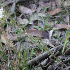 Pimelea linifolia at Moruya, NSW - suppressed