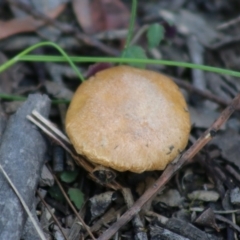 Cortinarius sp. (Cortinarius) at Broulee Moruya Nature Observation Area - 21 Aug 2020 by LisaH