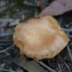 Cortinarius sp. at Moruya, NSW - 21 Aug 2020