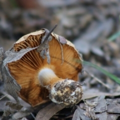 Cortinarius sp. at Moruya, NSW - suppressed