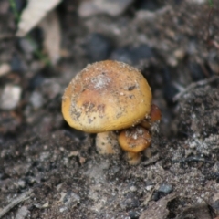 Cortinarius sp. (Cortinarius) at Broulee Moruya Nature Observation Area - 21 Aug 2020 by LisaH