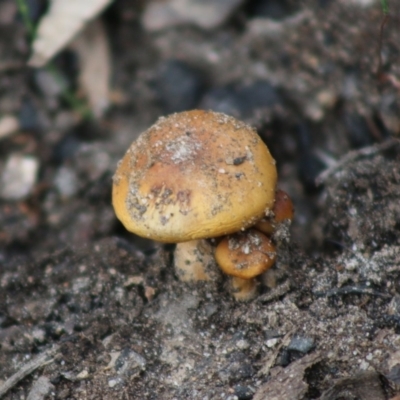 Cortinarius sp. (Cortinarius) at Broulee Moruya Nature Observation Area - 21 Aug 2020 by LisaH