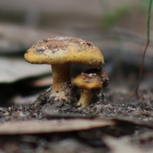 Cortinarius sp. at Moruya, NSW - suppressed