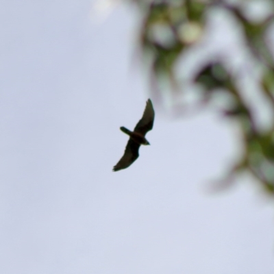 Falco berigora (Brown Falcon) at Broulee Moruya Nature Observation Area - 21 Aug 2020 by LisaH