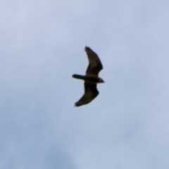 Falco berigora at Moruya, NSW - 21 Aug 2020