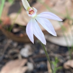 Caladenia alata (Fairy Orchid) at Moruya, NSW - 22 Aug 2020 by LisaH