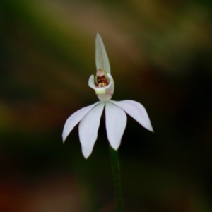 Caladenia alata at Moruya, NSW - suppressed