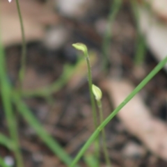 Caladenia alata at Moruya, NSW - 22 Aug 2020