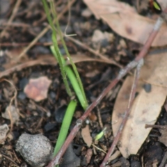 Caladenia alata at Moruya, NSW - suppressed