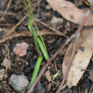 Caladenia alata at Moruya, NSW - 22 Aug 2020