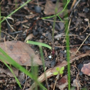 Caladenia alata at Moruya, NSW - suppressed