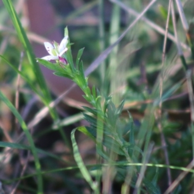 Rhytidosporum procumbens (White Marianth) at Broulee Moruya Nature Observation Area - 21 Aug 2020 by LisaH