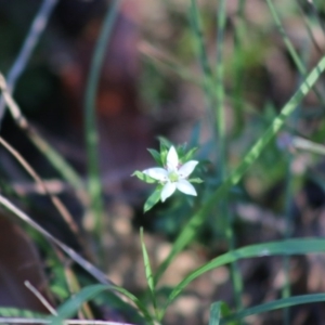 Rhytidosporum procumbens at Moruya, NSW - suppressed