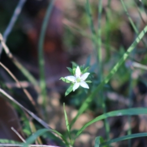 Rhytidosporum procumbens at Moruya, NSW - 21 Aug 2020