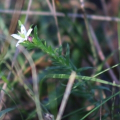 Rhytidosporum procumbens at Moruya, NSW - suppressed