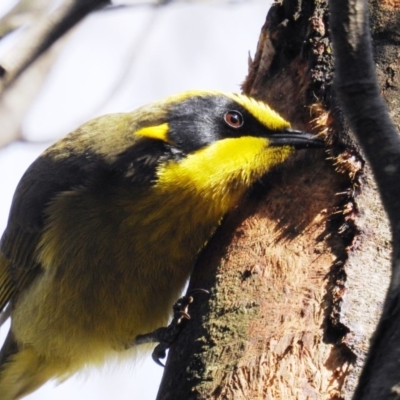 Lichenostomus melanops (Yellow-tufted Honeyeater) at Googong Foreshore - 20 Aug 2020 by HelenCross