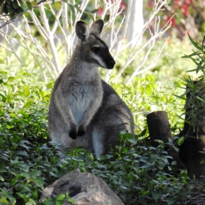 Notamacropus rufogriseus (Red-necked Wallaby) at Chapman, ACT - 21 Aug 2020 by HelenCross