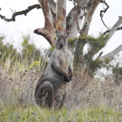 Osphranter robustus robustus (Eastern Wallaroo) at Chapman, ACT - 21 Aug 2020 by HelenCross