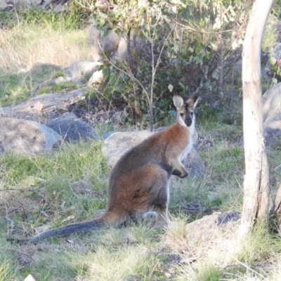 Notamacropus rufogriseus (Red-necked Wallaby) at Cooleman Ridge - 21 Aug 2020 by HelenCross