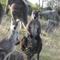 Osphranter robustus (Wallaroo) at Cooleman Ridge - 21 Aug 2020 by HelenCross