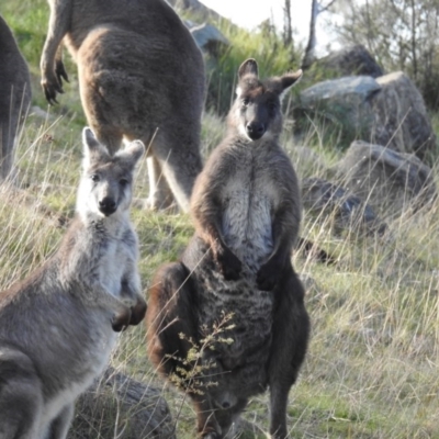 Osphranter robustus (Wallaroo) at Chapman, ACT - 21 Aug 2020 by HelenCross