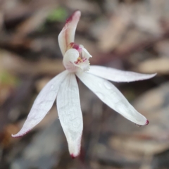 Caladenia fuscata (Dusky Fingers) at Black Mountain - 21 Aug 2020 by shoko