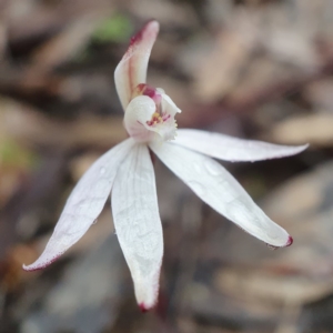 Caladenia fuscata at Acton, ACT - suppressed