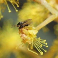 Platygastridae (family) (Platygastrid wasp) at ANBG - 11 Aug 2020 by TimL