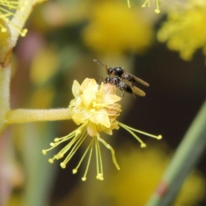 Platygastridae (family) at Acton, ACT - 11 Aug 2020