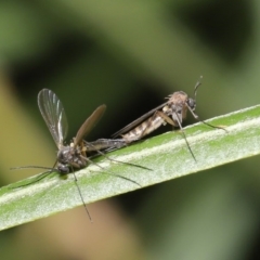 Cecidomyiidae (family) (Gall gnat) at ANBG - 11 Aug 2020 by TimL