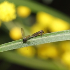 Cecidomyiidae (family) at Acton, ACT - 11 Aug 2020