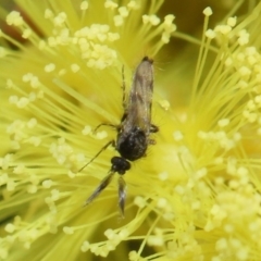 Unidentified Crane fly, midge, mosquito & gnat (several families) at ANBG - 11 Aug 2020 by TimL
