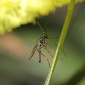 Cecidomyiidae (family) at Acton, ACT - 11 Aug 2020 11:08 AM