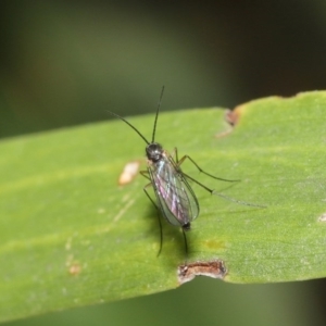 Cecidomyiidae (family) at Acton, ACT - 11 Aug 2020