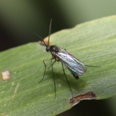 Cecidomyiidae (family) at Acton, ACT - 11 Aug 2020