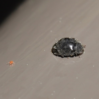 Coccinellidae (family) (Unidentified lady beetle) at Acton, ACT - 18 Aug 2020 by TimL