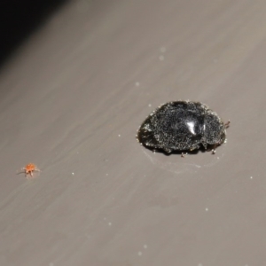 Coccinellidae (family) at Acton, ACT - 18 Aug 2020