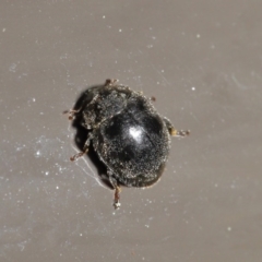 Coccinellidae (family) at Acton, ACT - 18 Aug 2020