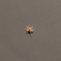 Coccinellidae (family) at Acton, ACT - 18 Aug 2020